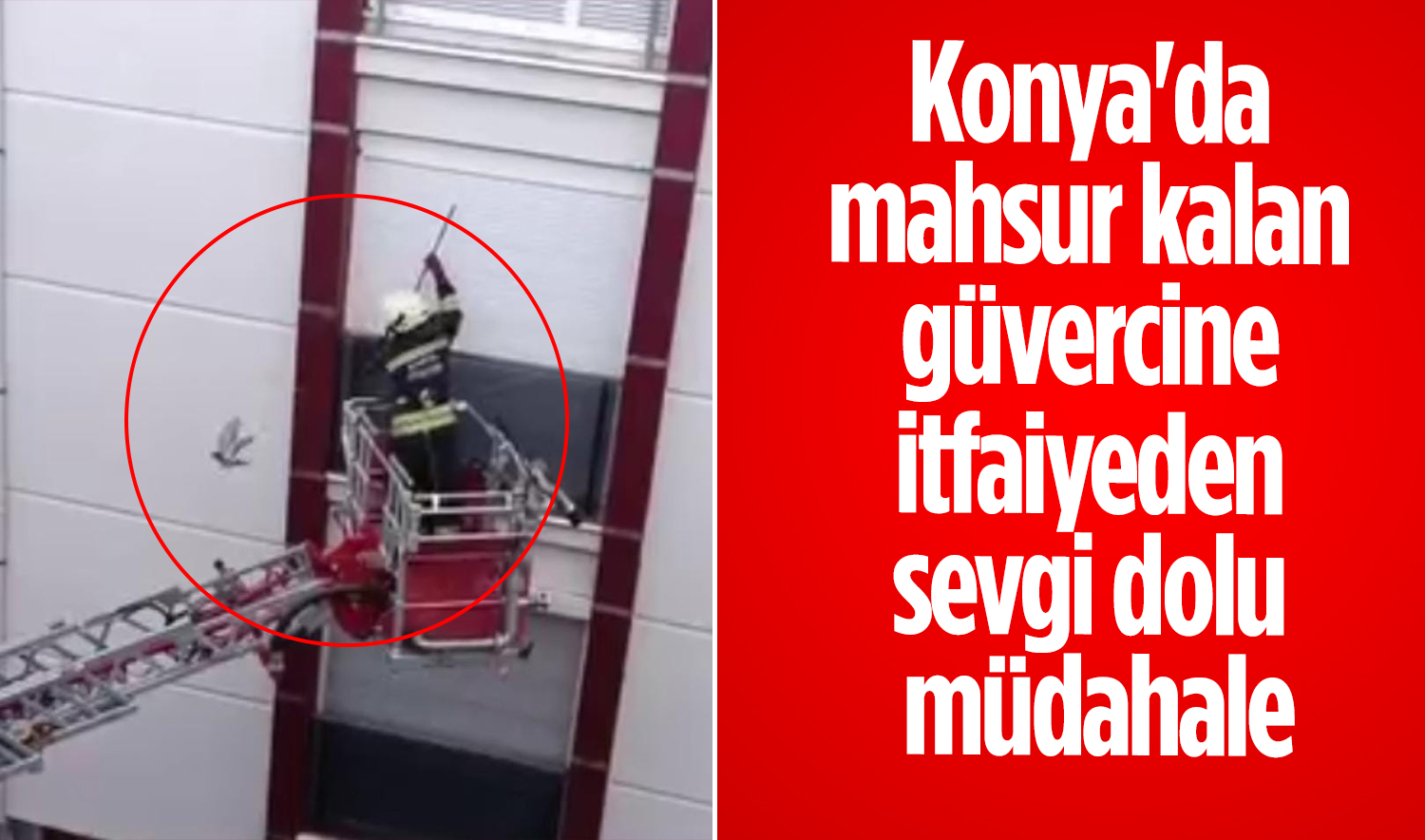Konya’da mahsur kalan güvercine itfaiyeden sevgi dolu müdahale