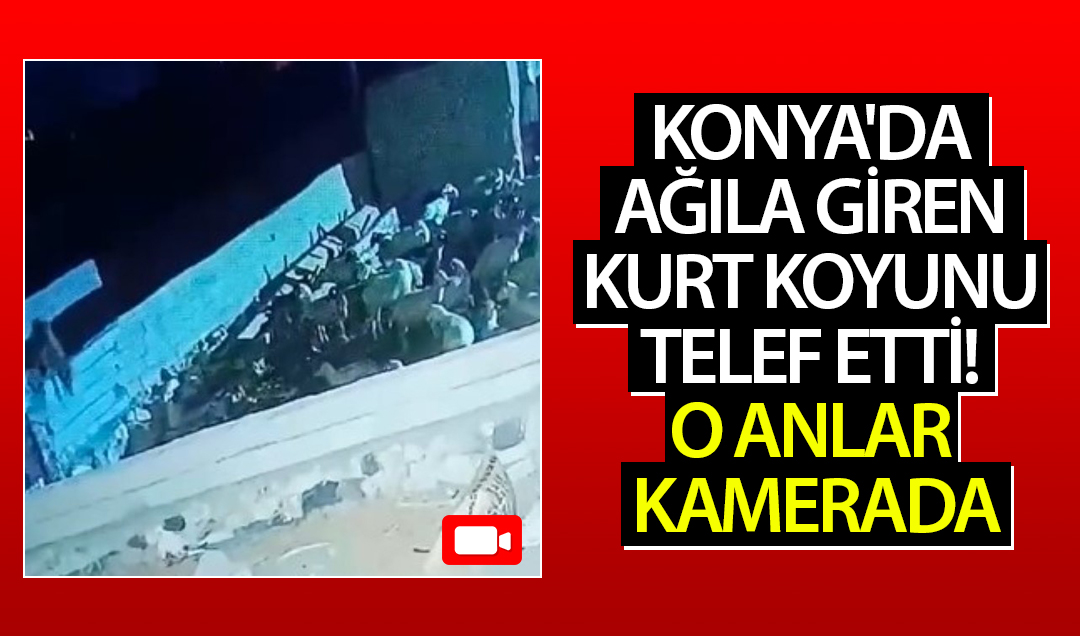 Konya’da ağıla giren kurt koyunu telef etti! O anlar kamerada