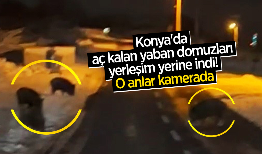 Konya’da aç kalan yaban domuzları yerleşim yerine indi! O anlar kamerada