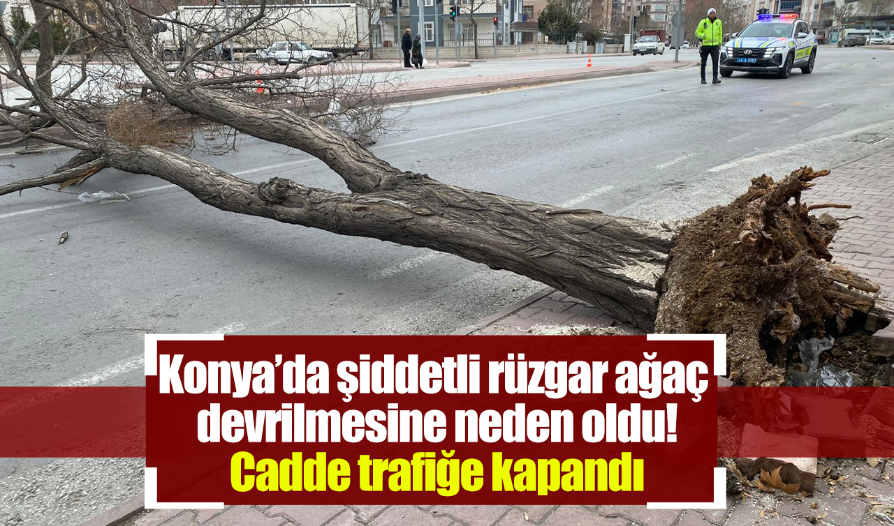 Konya’da şiddetli rüzgar ağaç devrilmesine neden oldu! Cadde trafiğe kapandı