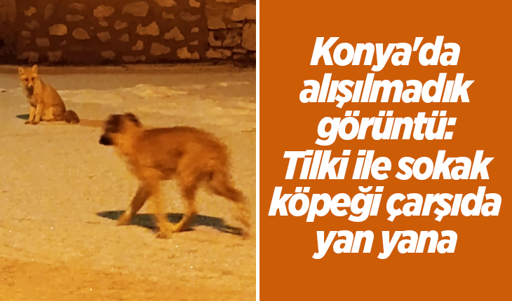 Konya’da alışılmadık görüntü: Tilki ile sokak köpeği çarşıda yan yana